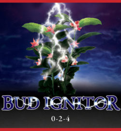 Bud Ignitor 1L