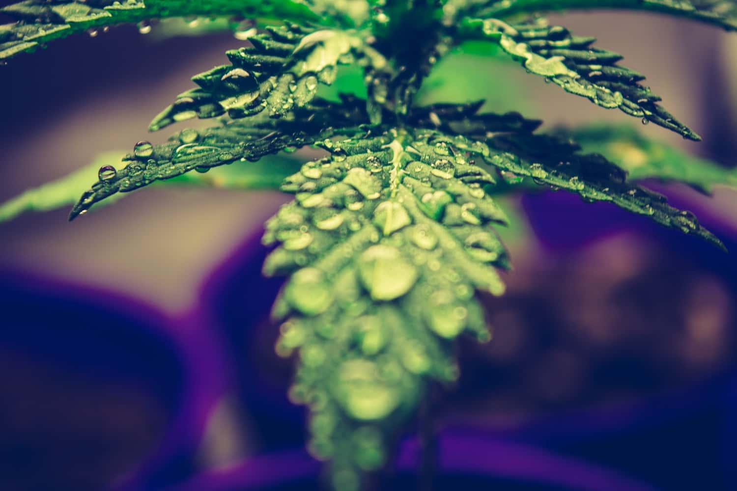5 Benefits of Hydroponic Growing